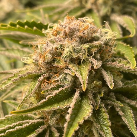 Amelia - Blue gelato #41 growlog timeline photo