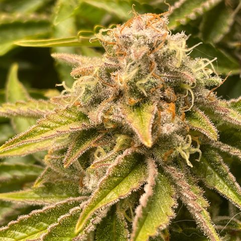 Amelia - Blue gelato #41 growlog timeline photo