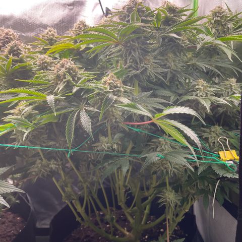 Amelia - Blue gelato #41 growlog timeline photo