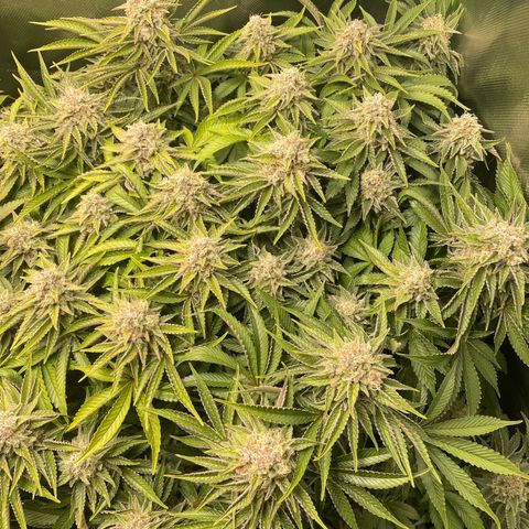 Amelia - Blue gelato #41 growlog timeline photo