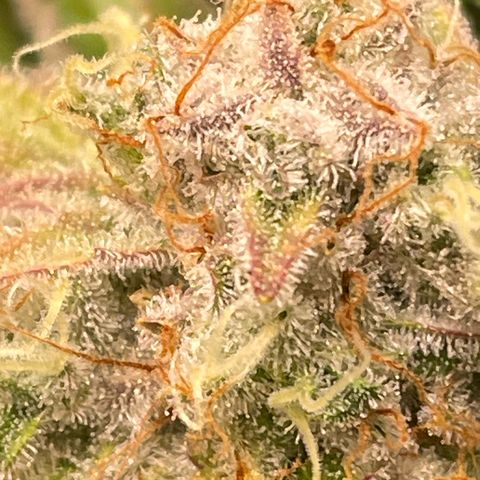 Amelia - Blue gelato #41 growlog timeline photo