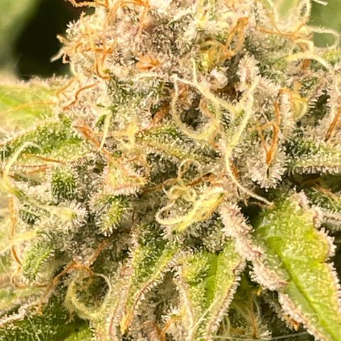 Amelia - Blue gelato #41 growlog timeline photo