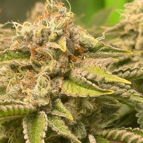 Amelia - Blue gelato #41 growlog timeline photo