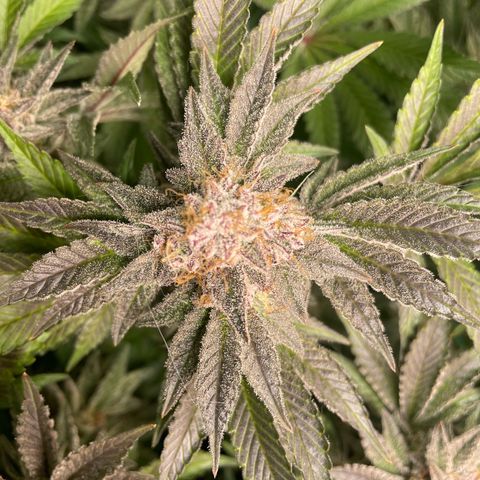 Anne - Blue gelato #41 growlog timeline photo