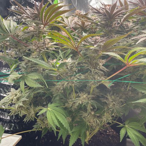 Anne - Blue gelato #41 growlog timeline photo