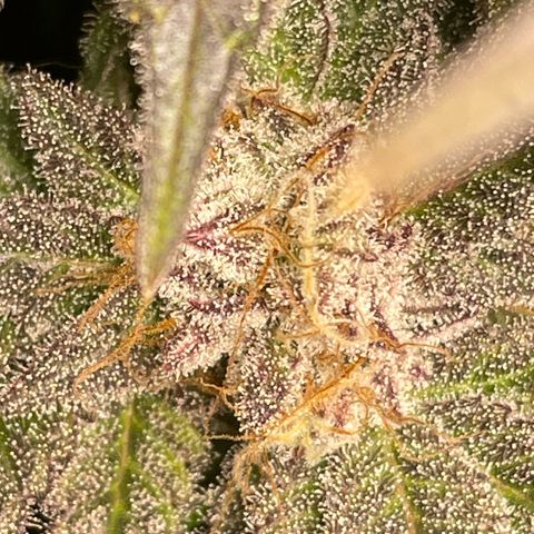 Anne - Blue gelato #41 growlog timeline photo