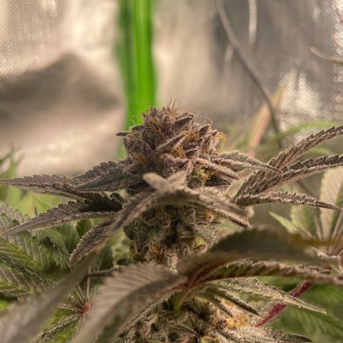 Anne - Blue gelato #41 growlog timeline photo
