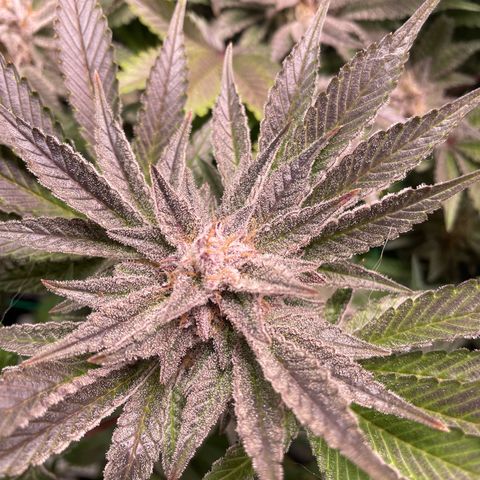 Anne - Blue gelato #41 growlog timeline photo