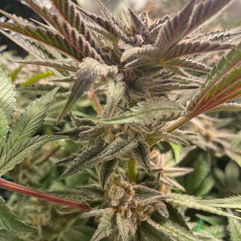 Anne - Blue gelato #41 growlog timeline photo