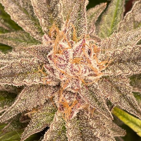 Anne - Blue gelato #41 growlog timeline photo