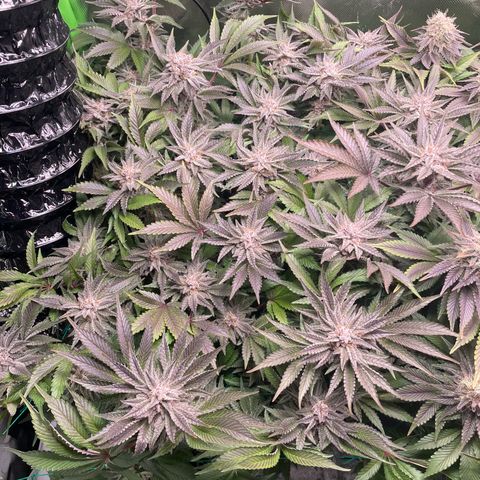 Anne - Blue gelato #41 growlog timeline photo