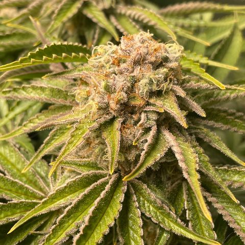 Amelia - Blue gelato #41 growlog timeline photo