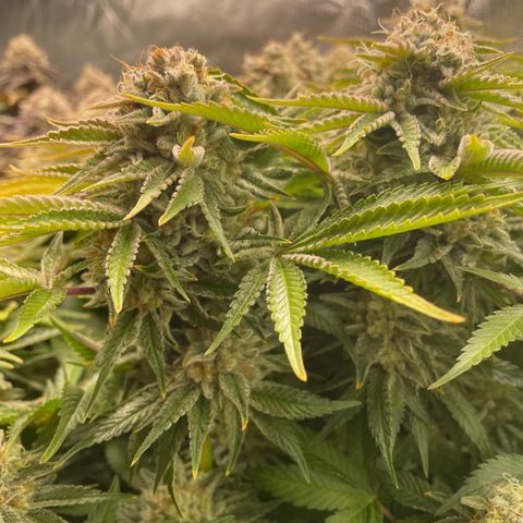 Amelia - Blue gelato #41 growlog timeline photo