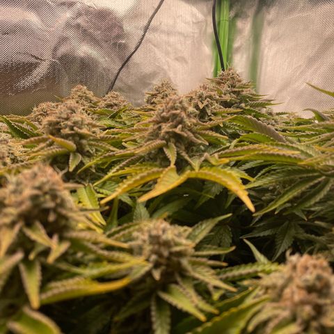 Amelia - Blue gelato #41 growlog timeline photo