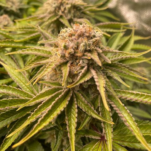 Amelia - Blue gelato #41 growlog timeline photo
