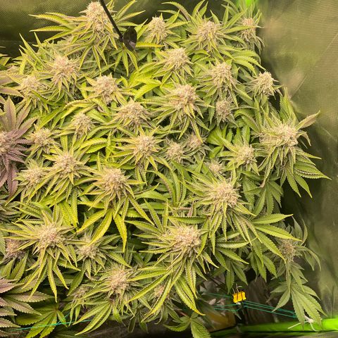 Amelia - Blue gelato #41 growlog timeline photo