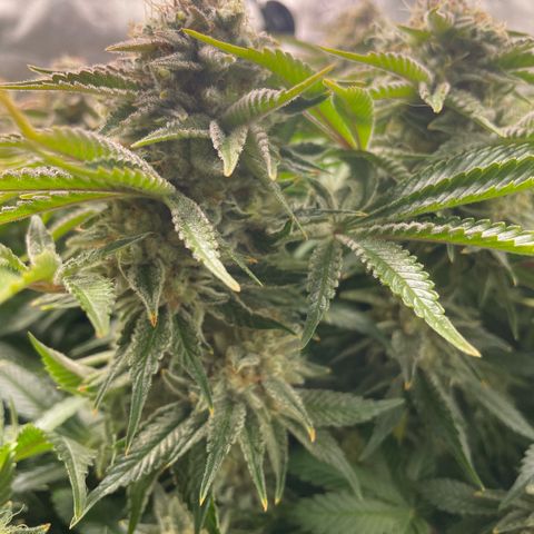 Amelia - Blue gelato #41 growlog timeline photo