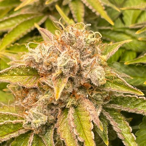 Amelia - Blue gelato #41 growlog timeline photo