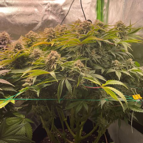 Amelia - Blue gelato #41 growlog timeline photo