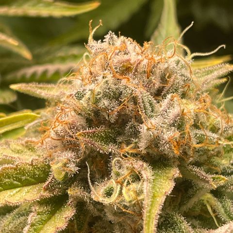 Amelia - Blue gelato #41 growlog timeline photo