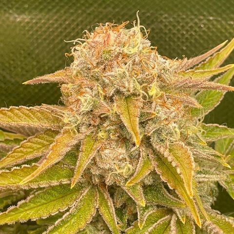 Amelia - Blue gelato #41 growlog timeline photo