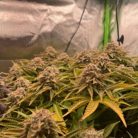Amelia - Blue gelato #41 growlog timeline photo