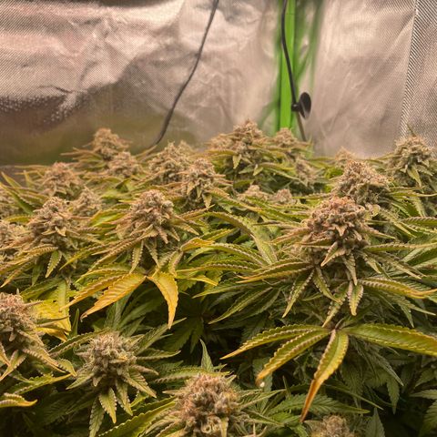 Amelia - Blue gelato #41 growlog timeline photo