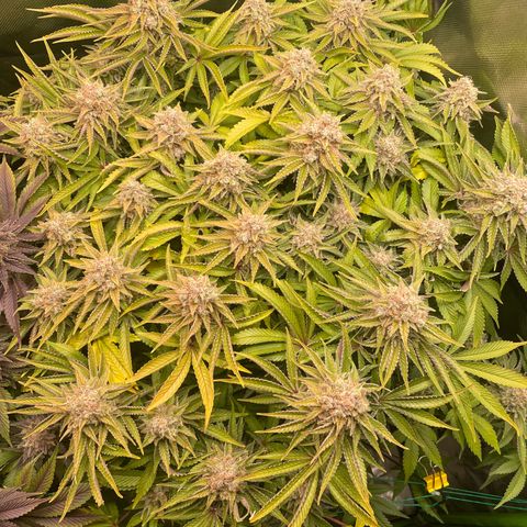 Amelia - Blue gelato #41 growlog timeline photo