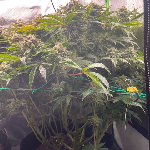 Amelia - Blue gelato #41 growlog timeline photo