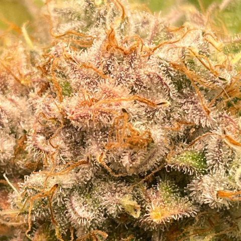 Amelia - Blue gelato #41 growlog timeline photo