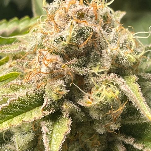 Amelia - Blue gelato #41 growlog timeline photo