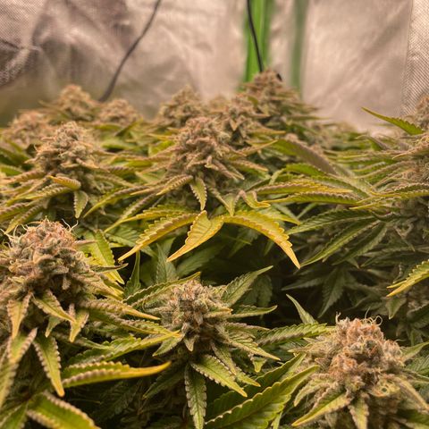 Amelia - Blue gelato #41 growlog timeline photo