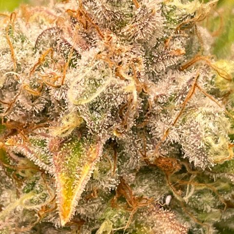 Amelia - Blue gelato #41 growlog timeline photo