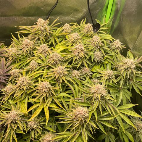 Amelia - Blue gelato #41 growlog timeline photo