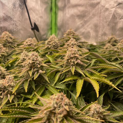 Amelia - Blue gelato #41 growlog timeline photo