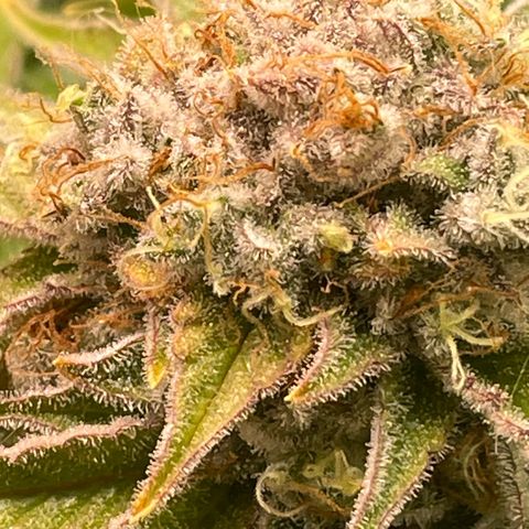 Amelia - Blue gelato #41 growlog timeline photo