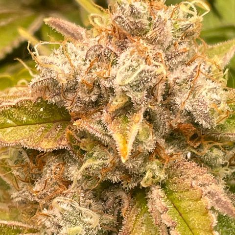 Amelia - Blue gelato #41 growlog timeline photo