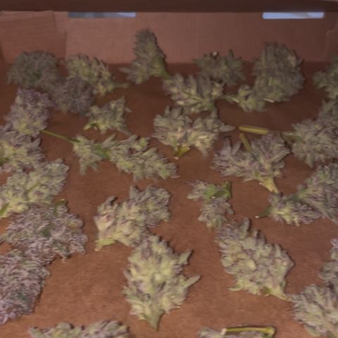 Anne - Blue gelato #41 growlog timeline photo