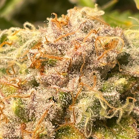Amelia - Blue gelato #41 growlog timeline photo