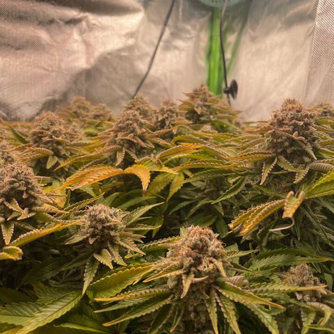 Amelia - Blue gelato #41 growlog timeline photo