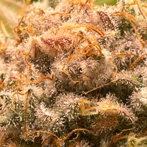 Amelia - Blue gelato #41 growlog timeline photo
