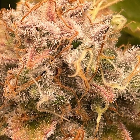 Amelia - Blue gelato #41 growlog timeline photo