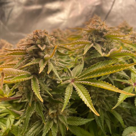 Amelia - Blue gelato #41 growlog timeline photo