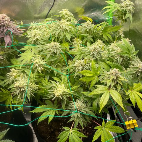 Amelia - Blue gelato #41 growlog timeline photo