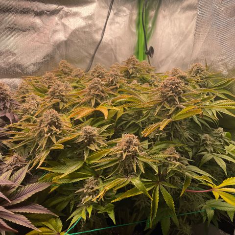 Amelia - Blue gelato #41 growlog timeline photo