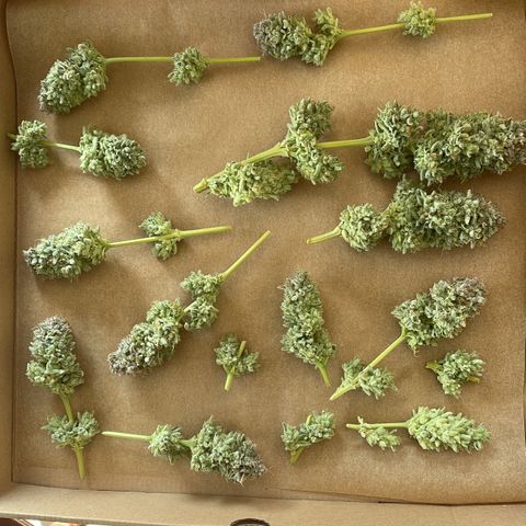 Amelia - Blue gelato #41 growlog timeline photo