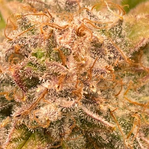 Amelia - Blue gelato #41 growlog timeline photo