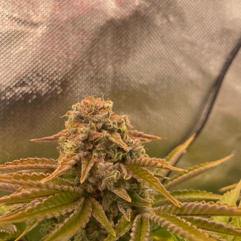 Amelia - Blue gelato #41 growlog timeline photo