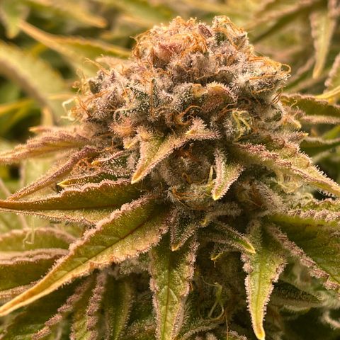 Amelia - Blue gelato #41 growlog timeline photo