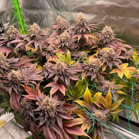 Amber - Blue gelato #41 growlog in Weckpot